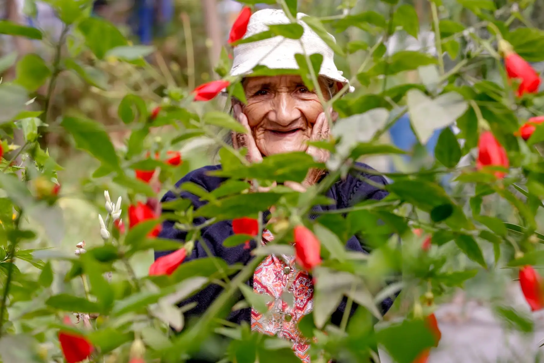 Bertila Rodriguez Mucha de 72 años. Con motivo del Día de la Madre, Pensión 65 reconoció a un grupo de madres del programa social, en el parque Túpac Amaru en San Juan de Lurigancho. Foto: ANDINA/Luis Iparraguirre