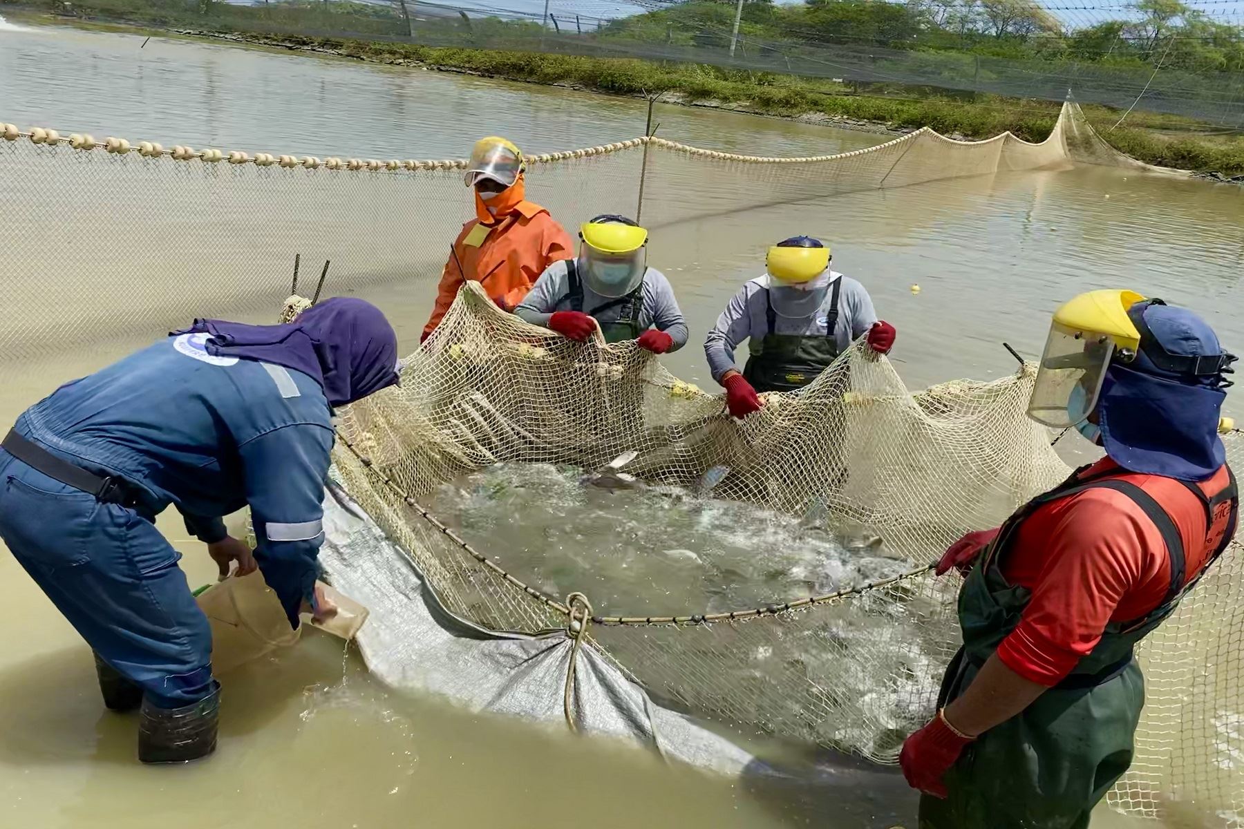 Más de mil agentes de la pesca artesanal y la acuicultura se benefician con habilitaciones sanitarias de Sanipes