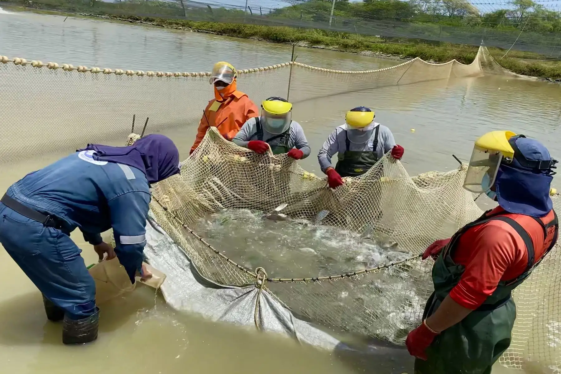 Más de mil agentes de la pesca artesanal y la acuicultura se benefician con habilitaciones sanitarias de Sanipes