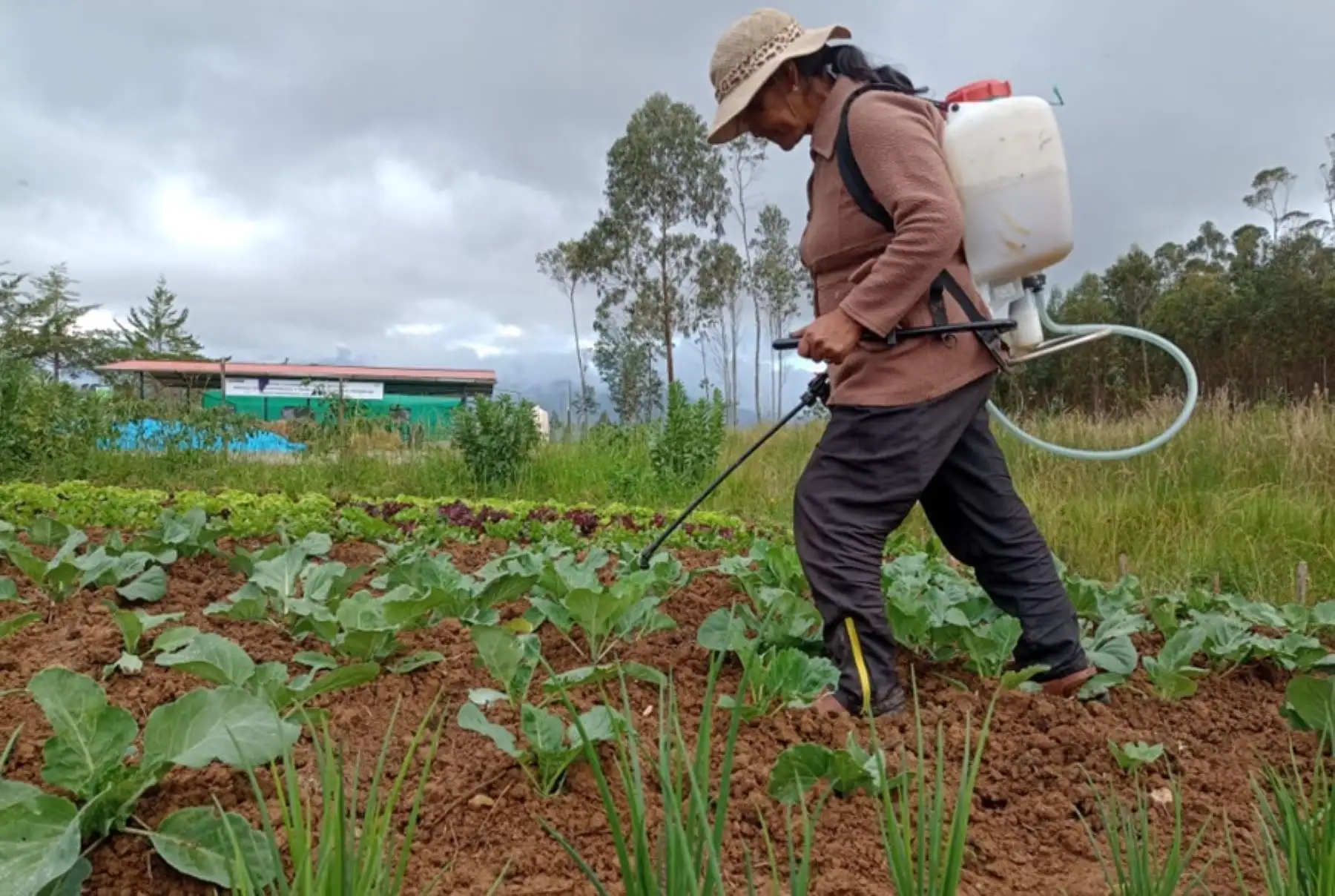 En el marco de la celebración del Día de la Madre más de 500 mamás agricultoras de 6 regiones del país se han empoderado como proveedoras de asistencia técnica en conservación de suelos con fines agrarios, mediante la transferencia de tecnologías agronómicas generadas por el Ministerio de Desarrollo Agrario y Riego (Midagri).