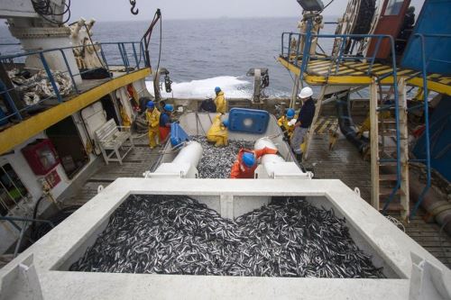 Pesca de anchoveta. Foto: ANDINA/Difusión
