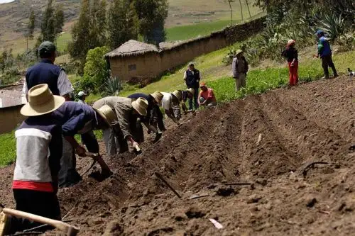 Agricultura. Foto: ANDINA/Difusión