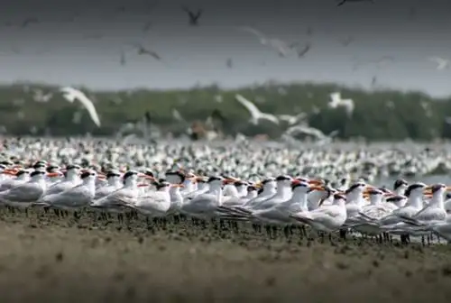 Perú tiene una gran diversidad de especies de aves, y de las 1,901 especies registradas, 138 son migratorias.