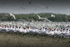 Perú tiene una gran diversidad de especies de aves, y de las 1,901 especies registradas, 138 son migratorias.