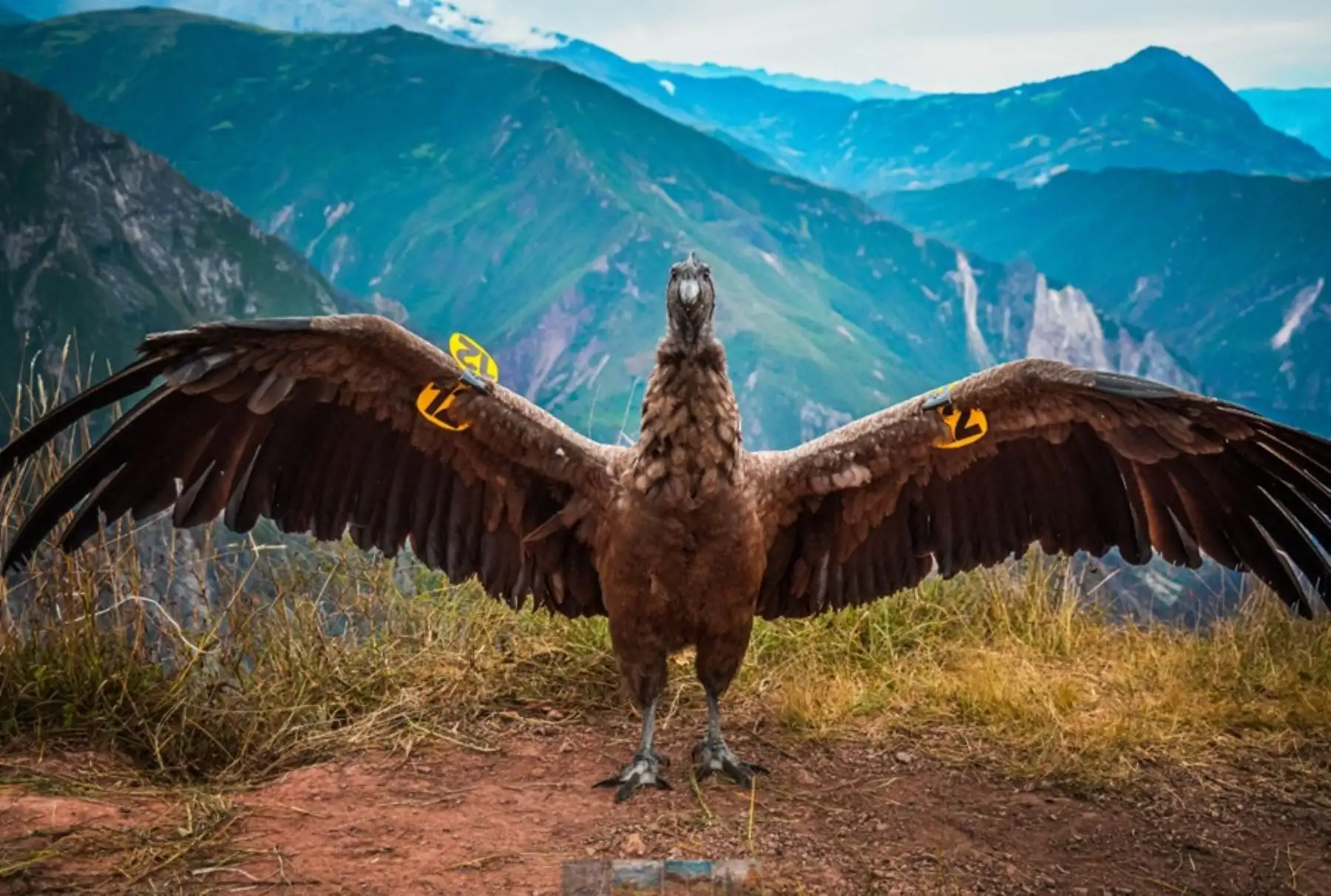 Un cóndor andino bautizado como Apusinchi, que en castellano significa “dios valiente”, retornó a la naturaleza gracias a un trabajo conjunto entre el Servicio Nacional Forestal y de Fauna Silvestre (Serfor), del Ministerio de Desarrollo Agrario y Riego, la Municipalidad Provincial de Abancay y la Universidad Nacional de Micaela Bastidas de Apurímac, lo que permitió su rescate y recuperación tras ser encontrado intoxicado, hace tres meses.
