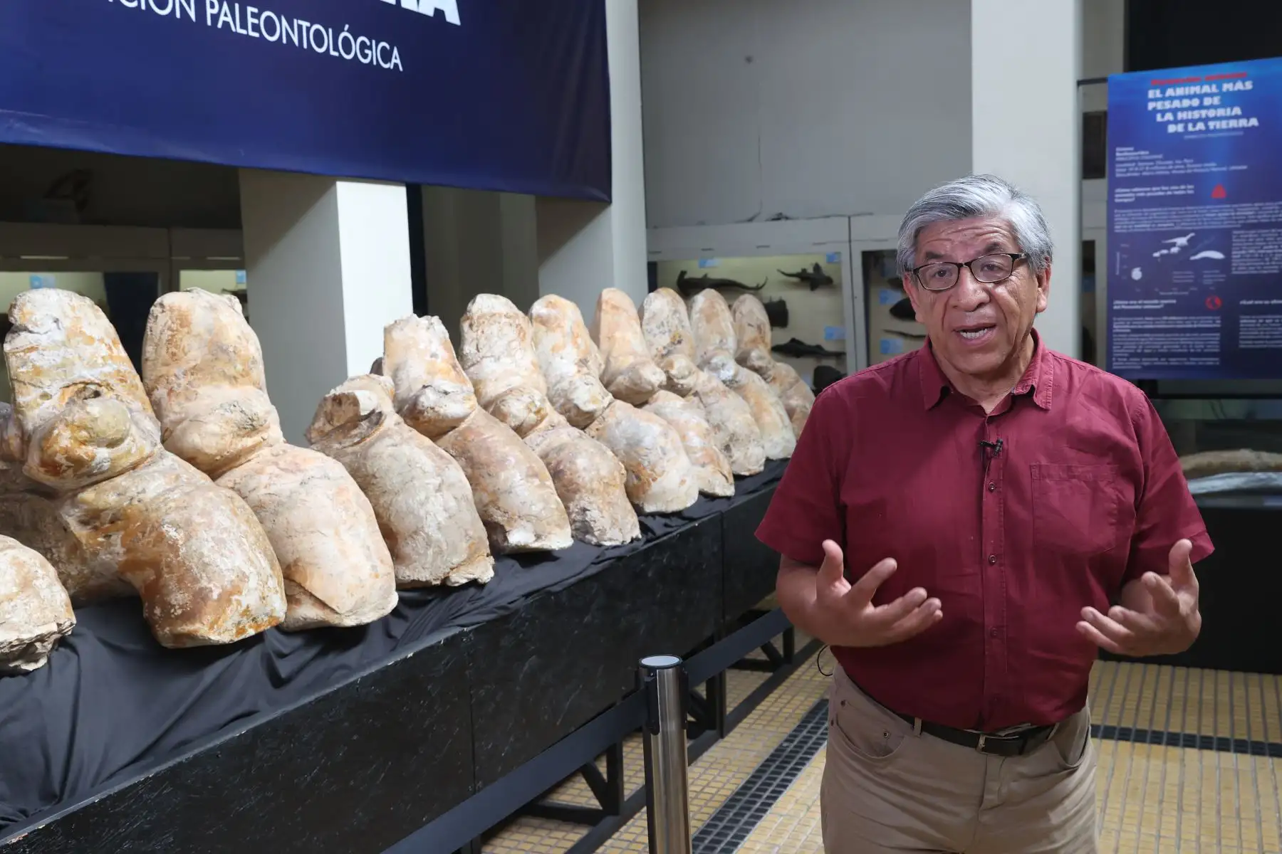 El director del Museo de Historia Natural, Niels Valencia, asegura que hay un antes y un después de "Perucetus colossus" en la paleontología. Foto: ANDINA/Juan Carlos Guzmán