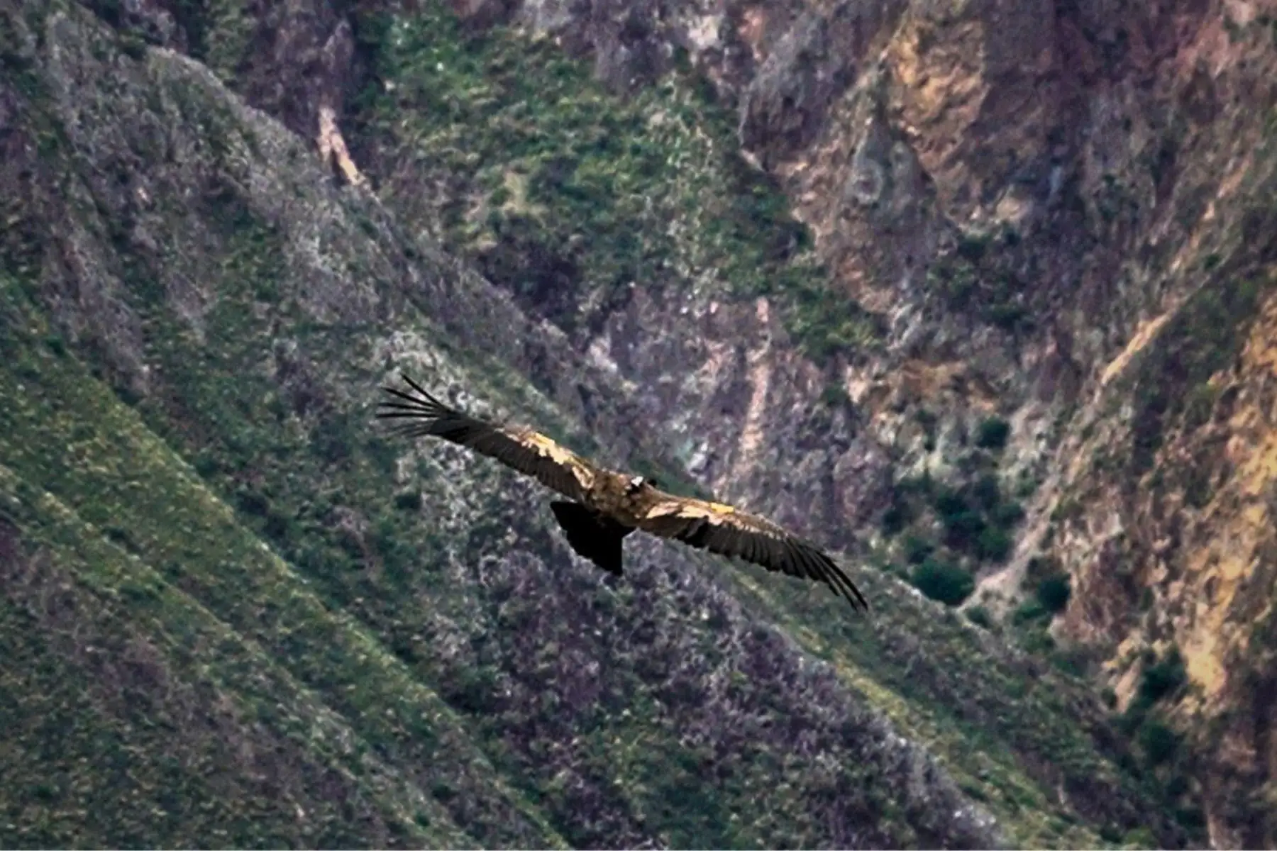 El cóndor Apucinchi, que en quechua significa "dios valiente", fue liberado tres meses después de que fuera encontrado débil y con signos de una intoxicación por autoridades ambientales que lo cuidaron durante este tiempo. Foto: EFE