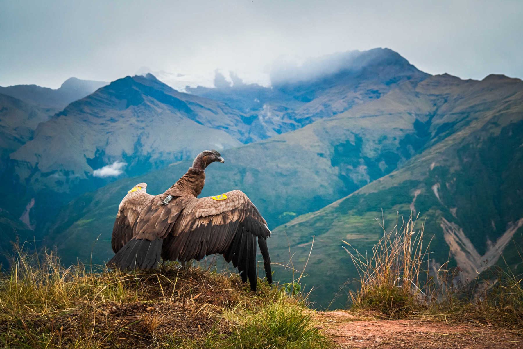 El ave, un macho de unos 6 años de edad, voló de vuelta a su hábitat desde el Cañón de Apurímac, en el departamento que lleva el mismo nombre, en el corazón de los Andes peruanos y a más de 3.000 metros de altura, informaron fuentes oficiales en un comunicado. Foto: EFE