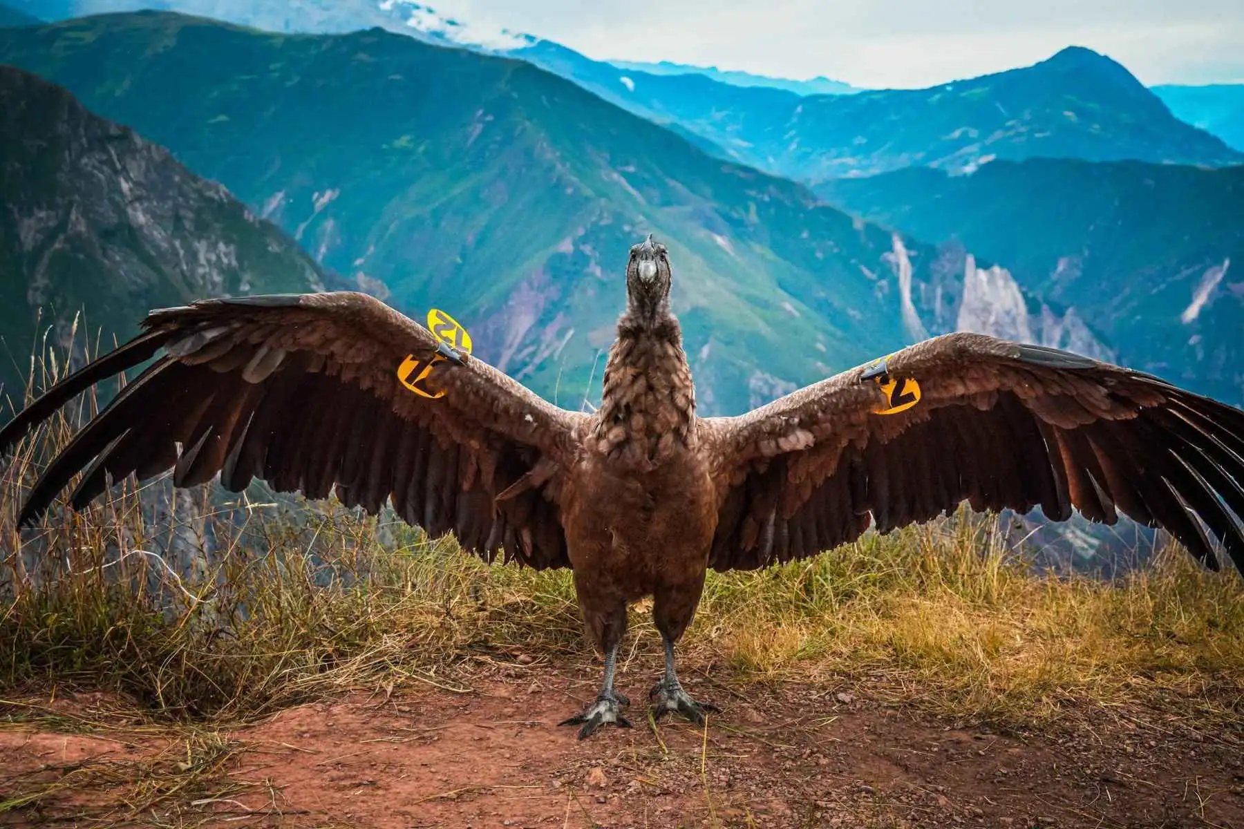 La recuperación y liberación del animal fue posible gracias al trabajo conjunto del Servicio Nacional Forestal y de Fauna Silvestre (Serfor), del Ministerio de Desarrollo Agrario y Riego, la municipalidad de Abancay y la Universidad Nacional de Micaela Bastidas de Apurímac. Foto: EFE