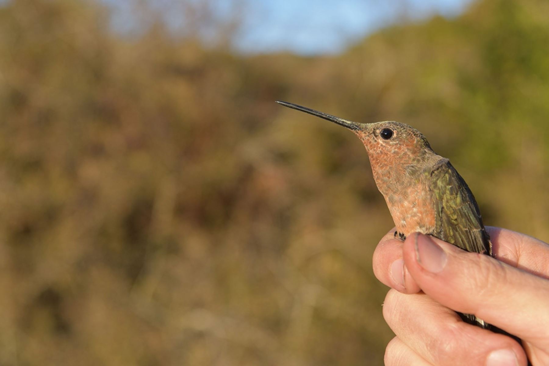 Investigadores de Estados Unidos, Chile y Perú descubrieron una nueva especie de colibrí gigante migratorio en los Andes peruanos. Foto cortesía: UNM Newsroom
