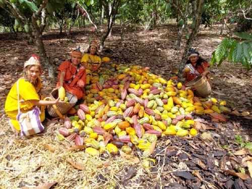Con un festival, la provincia de Satipo, región Junín, busca impulsar la producción de cacao orgánico de primera calidad. Foto: Pedro Tinoco