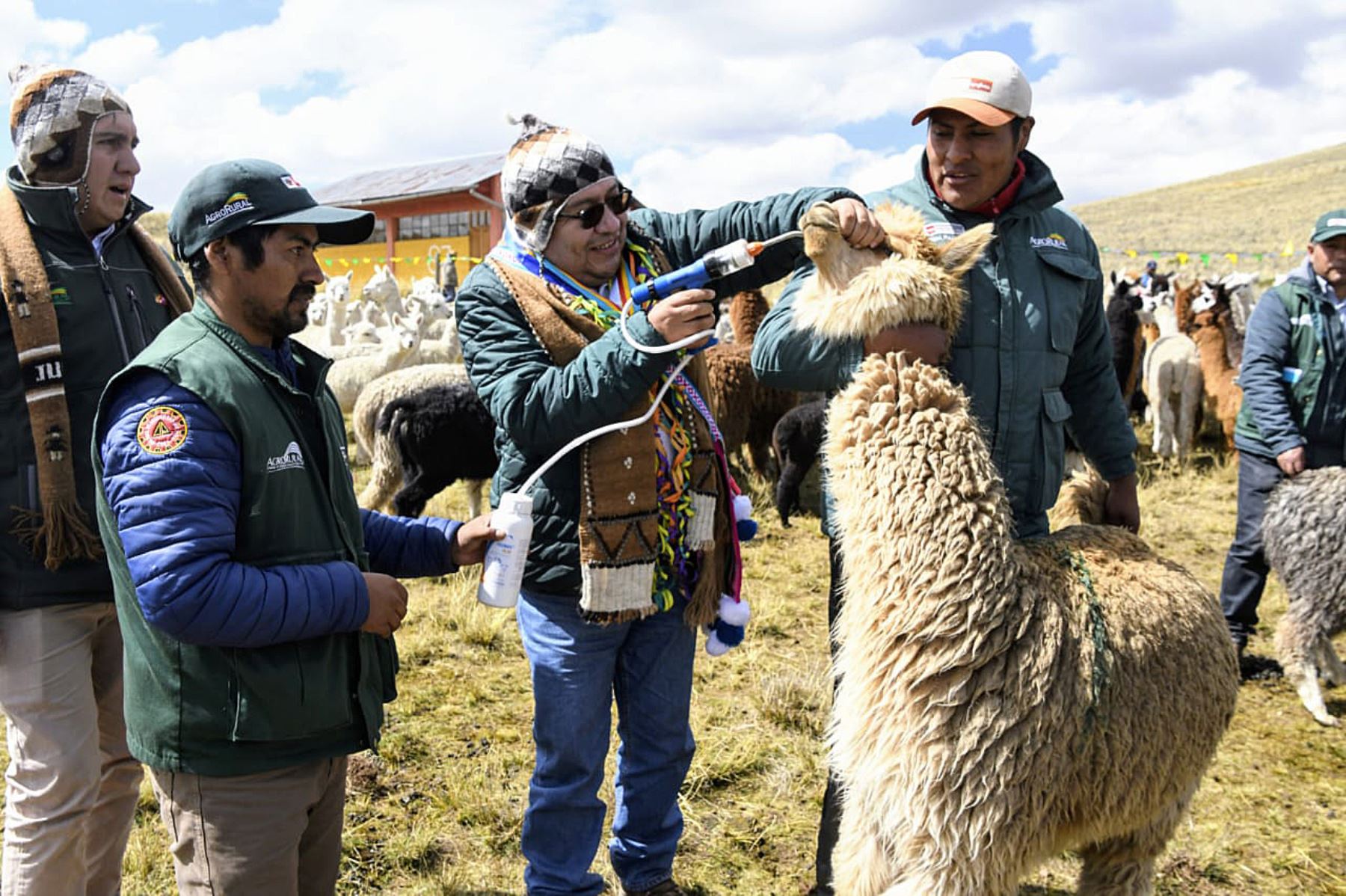 En la localidad puneña de Pasiri se lanzó una campaña que busca reducir la tasa de morbilidad y mortalidad del ganado ante las heladas. Foto: ANDINA/Difusión