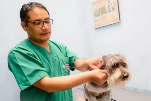 Pulgas y garrapatas pueden causar graves enfermedades en perros y gatos. Foto: ANDINA/Difusión.