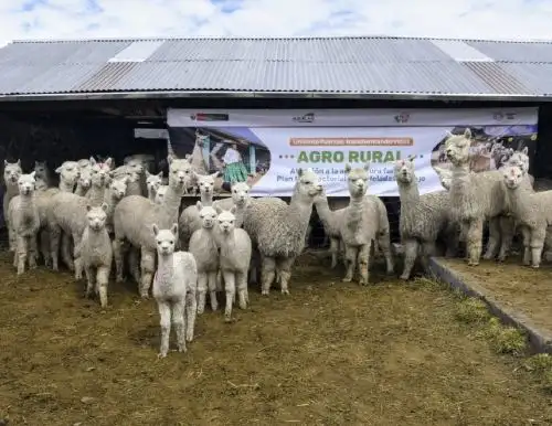 Los cobertizos construidos por Agro Rural permitirán proteger a más de 45,000 alpacas de las zonas altoandinas de Arequipa ante las heladas y bajas temperaturas. ANDINA/Difusión