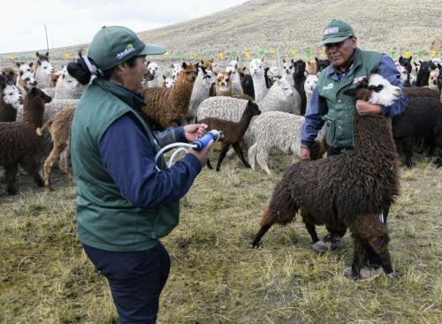 Los kits veterinarios sirven para proteger a las cabezas de ganado de las bajas temperaturas que se registran, sobre todo, en las zonas altas. Foto: ANDINA/Difusión