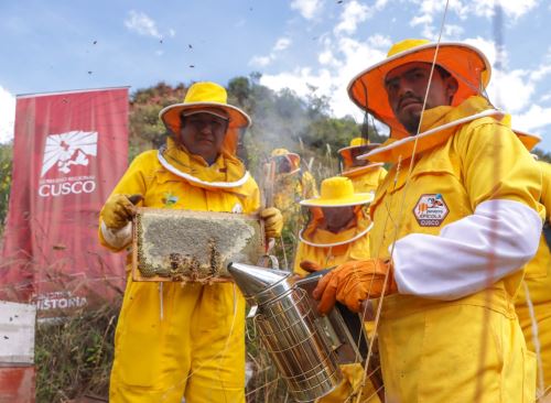Cerca de 1,500 familias de diversas provincias de Cusco productoras impulsan la sostenibilidad en la crianza de abejas y en la producción de miel con el apoyo del Gobierno Regional. ANDINA/Difusión