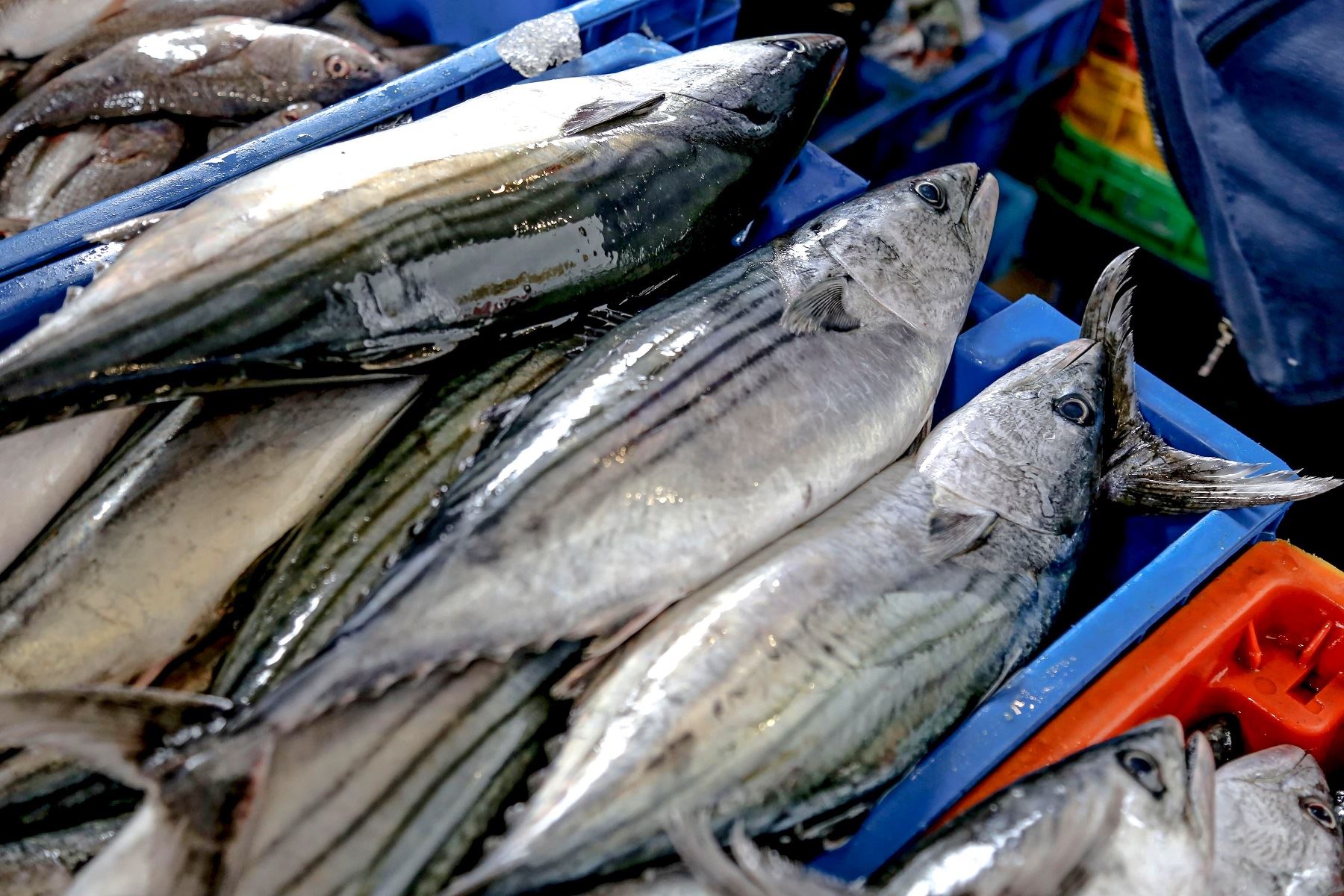 Pesca de bonito. Cortesía Produce