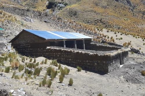Agro Rural construye 3,080 cobertizos para proteger 3 millones de cabezas de ganado. Foto: ANDINA/Difusión.