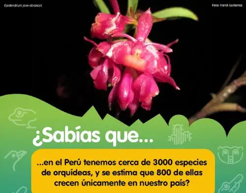 El Perú es uno de los países más megadiversos del mundo, destacó el Ministerio del Ambiente que organiza un Festival donde se resaltará su potencial para generar desarrollo.