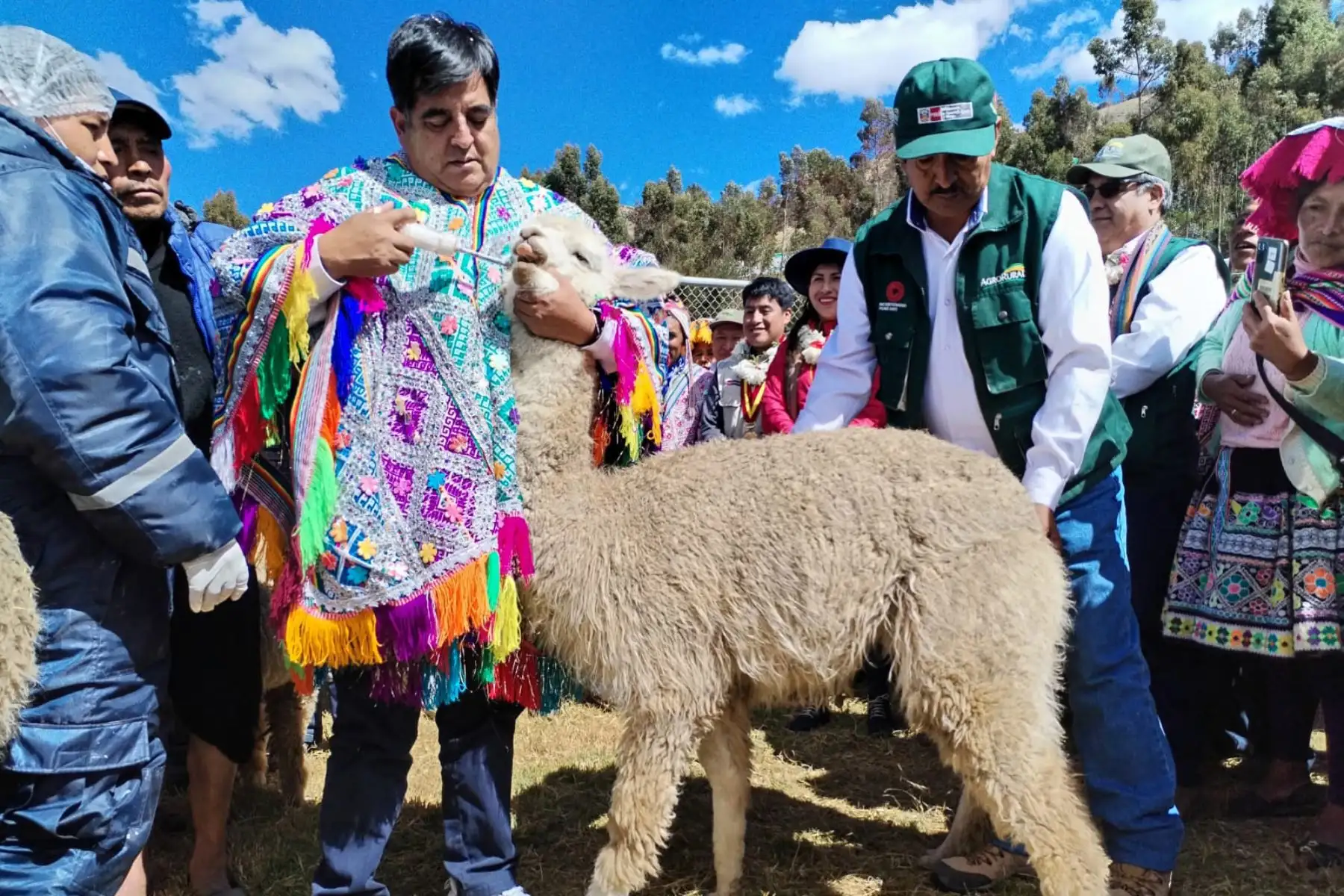 La labor de Agro Rural consiste en reducir el riesgo de mortalidad y afectación del ganado vacuno, ovino y de los camélidos en temporadas de bajas temperaturas. Foto: ANDINA/Midagri