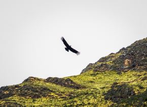 Un cóndor andino volvió a su hábitat natural en la sierra de Lima. Esta es el segundo ejemplar de esta ave emblemática liberada en menos de dos semanas, destacó el Serfor. ANDINA/Difusión