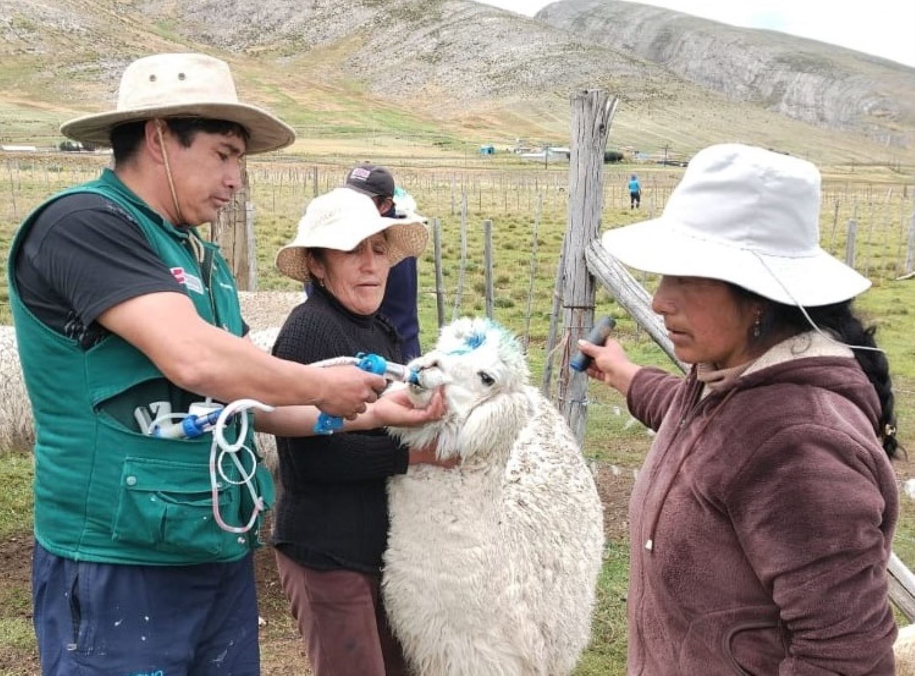 Agro Rural entregó 1,240 kits veterinarios para proteger a alpacas y ovinos ante las heladas y bajas temperaturas. ANDINA/Difusión