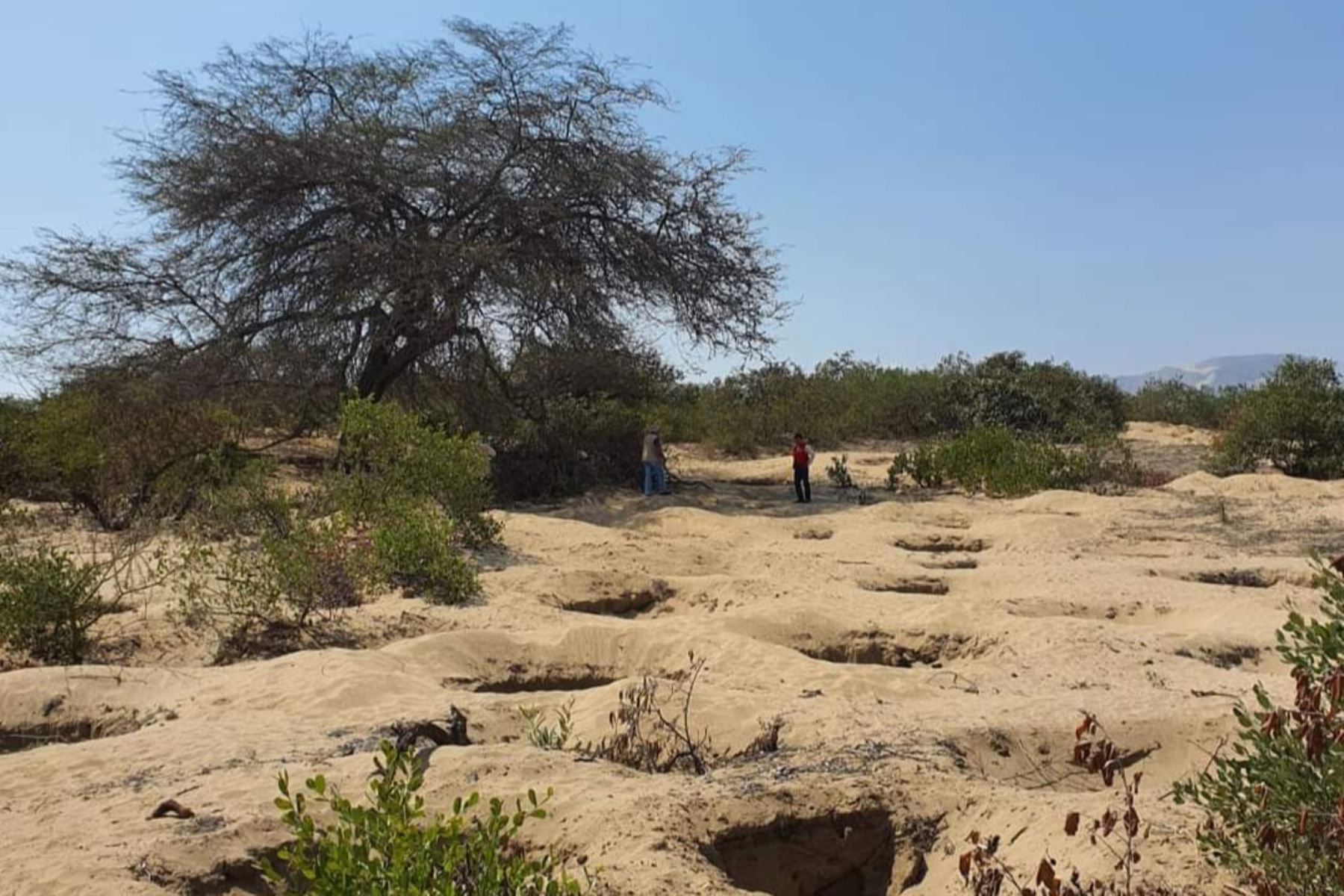 Fragmentos de cerámica y pozos, producto del huaqueo reciente, fueron encontrados en diligencia en sitios arqueológicos Mata Indio y Cerro Corbacho. Foto: ANDINA/Difusión