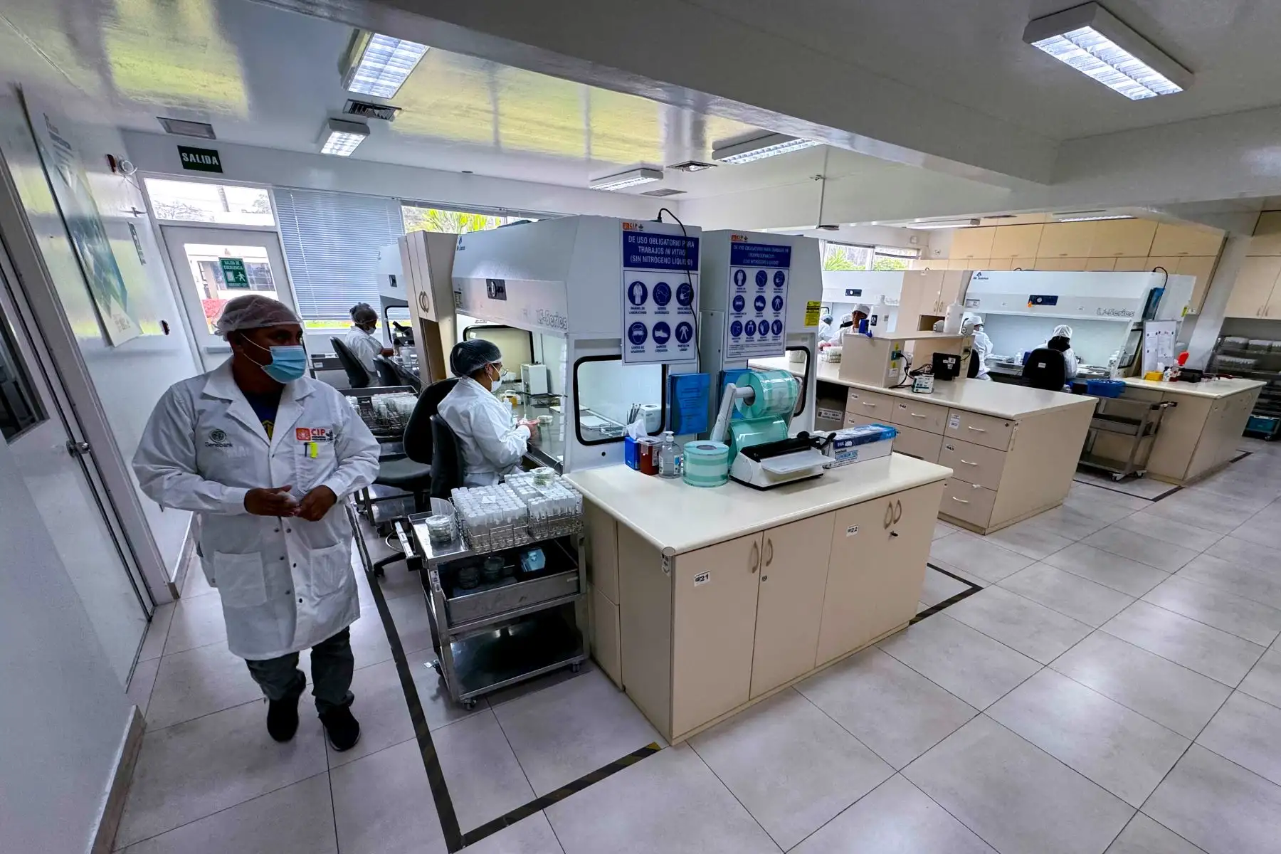 En el Banco de Germoplasma del Centro Internacional de la Papa, ubicado en La Molina, se desarrollan nuevas variedades de papa para combatir la anemia y la desnutrición severa. Foto: ANDINA/Daniel Bracamonte