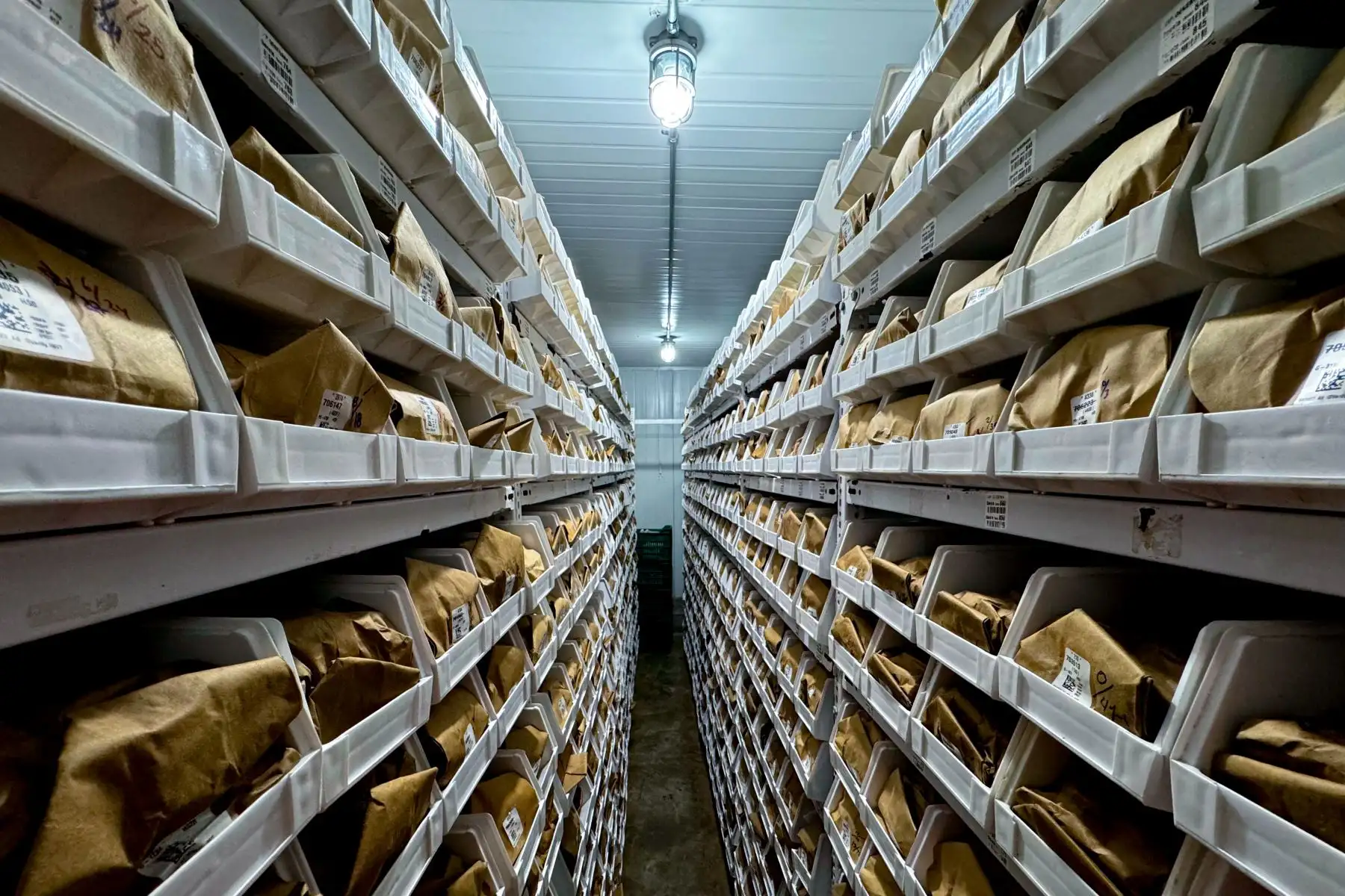 Esta es la cámara de conservación de semillas del Banco de Germoplasma del Centro Internacional de la Papa en La Molina, en donde se almacenan los diversos ejemplares a -20 grados de temperatura. Foto: ANDINA/Daniel Bracamonte