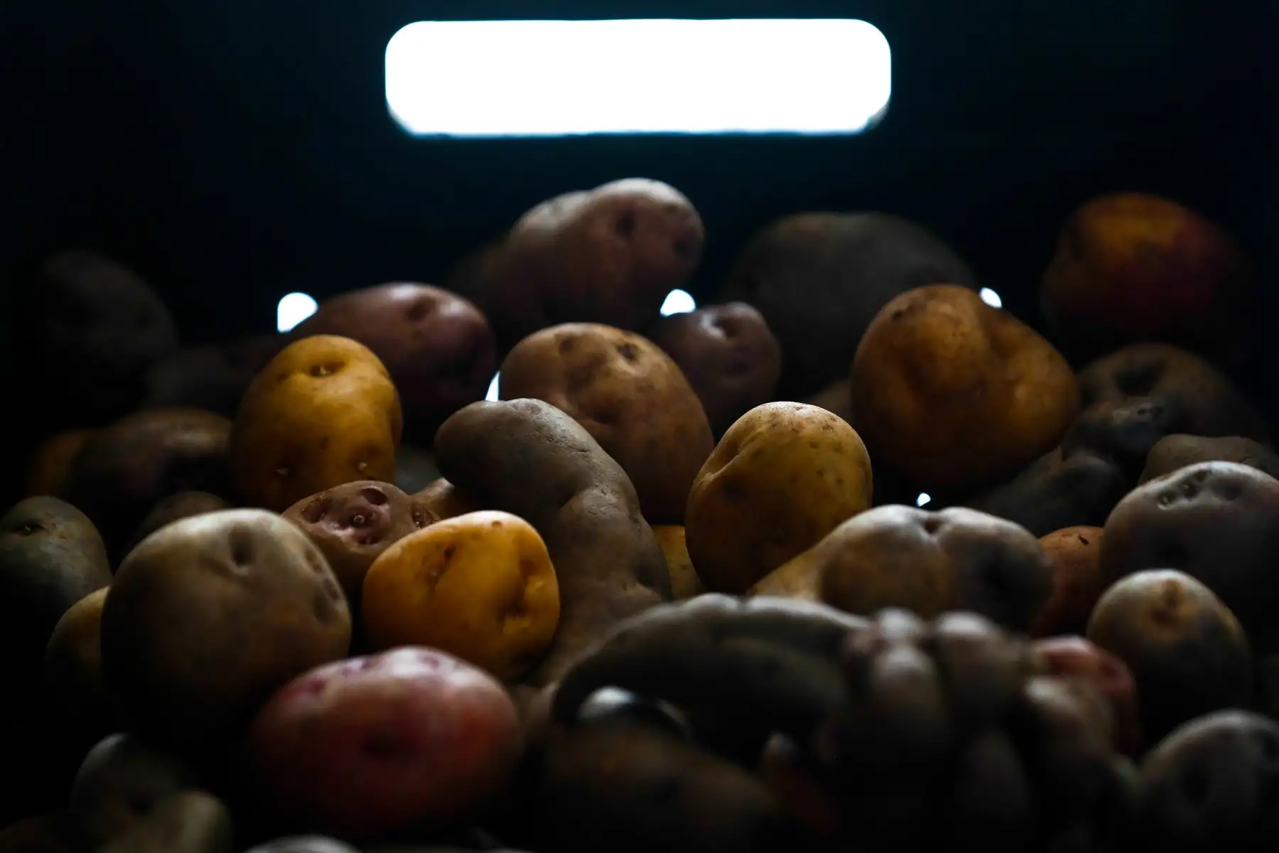 La papa se adapta a diversas altitudes, desde los 200 metros sobre el nivel del mar hasta los 3000 metros, donde se cultivan las variedades nativas. El Perú lidera la producción del tubérculo andino en América Latina. ANDINA/Daniel Bracamonte