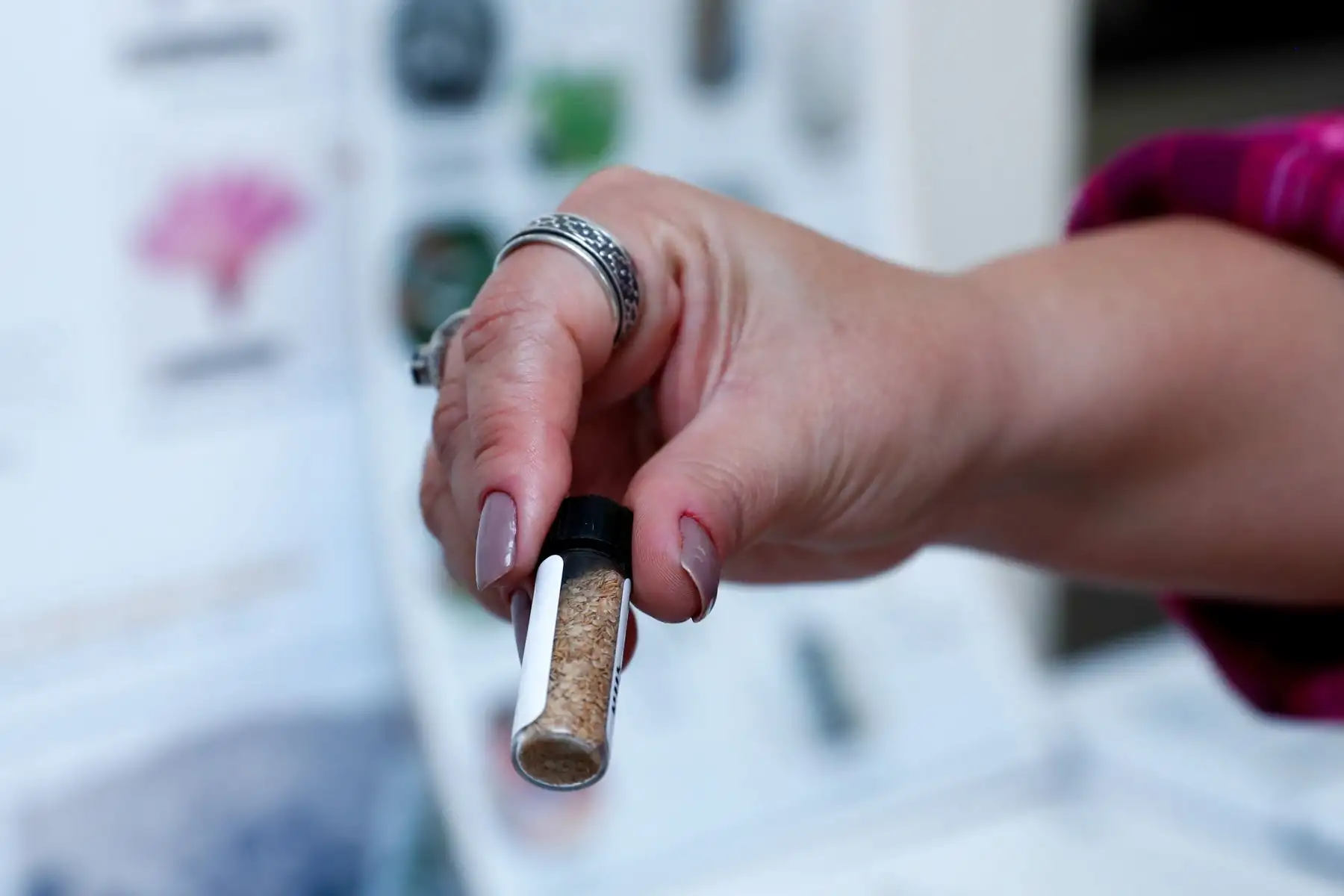 En el Banco de Germoplasma del Centro Internacional de la Papa, ubicado en La Molina, se desarrollan nuevas variedades de papa para combatir la anemia y la desnutrición severa. Foto: ANDINA/Daniel Bracamonte