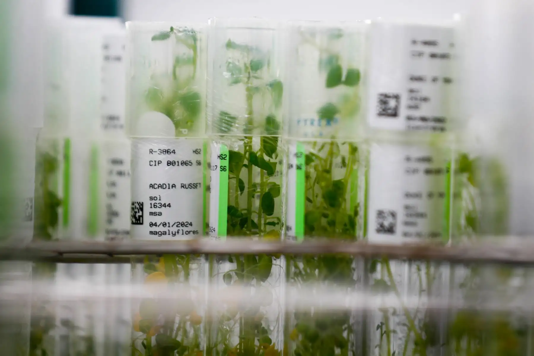 Esta es la cámara de conservación in vitro de papas del Banco de Germoplasma del Centro Internacional de la Papa, que alberga muchas variedades del tubérculo en proceso de crecimiento bajo estrictos cuidados. Foto: ANDINA/Daniel Bracamonte
