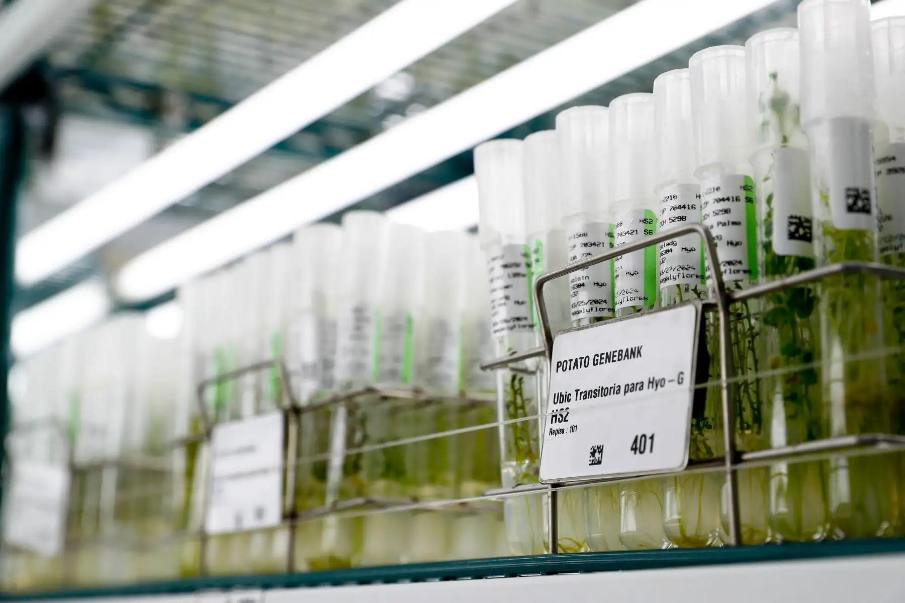 Esta es la cámara de conservación in vitro de papas del Banco de Germoplasma del Centro Internacional de la Papa, que alberga muchas variedades del tubérculo en proceso de crecimiento bajo estrictos cuidados. Foto: ANDINA/Daniel Bracamonte