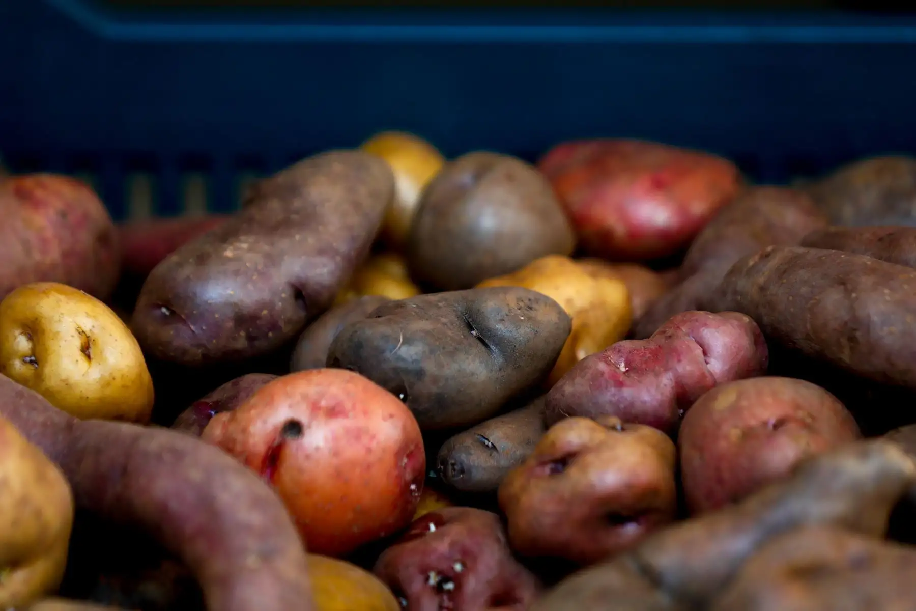 En el Banco de Germoplasma del Centro Internacional de la Papa, ubicado en La Molina, se desarrollan nuevas variedades de papa para combatir la anemia y la desnutrición severa. Foto: ANDINA/Daniel Bracamonte