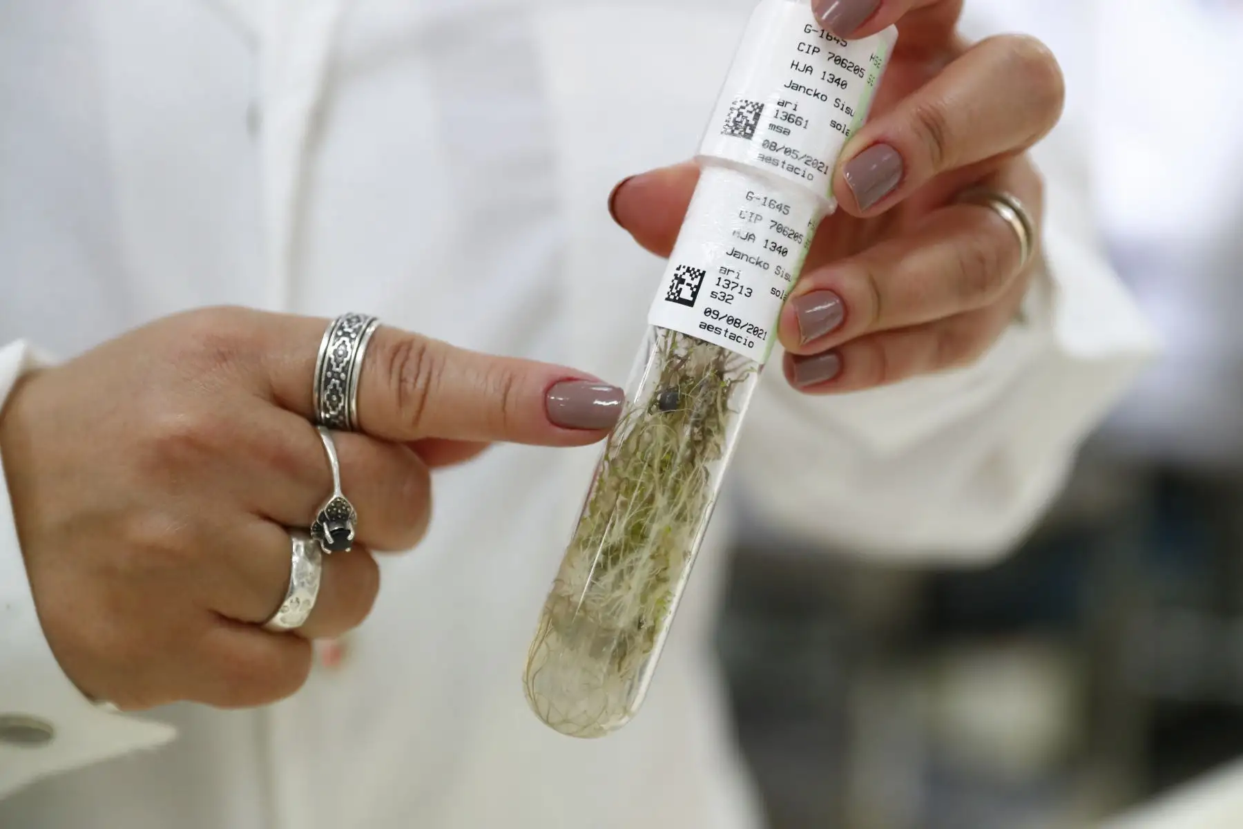 Esta es la cámara de conservación in vitro de papas del Banco de Germoplasma del Centro Internacional de la Papa, que alberga muchas variedades del tubérculo en proceso de crecimiento bajo estrictos cuidados. Foto: ANDINA/Daniel Bracamonte