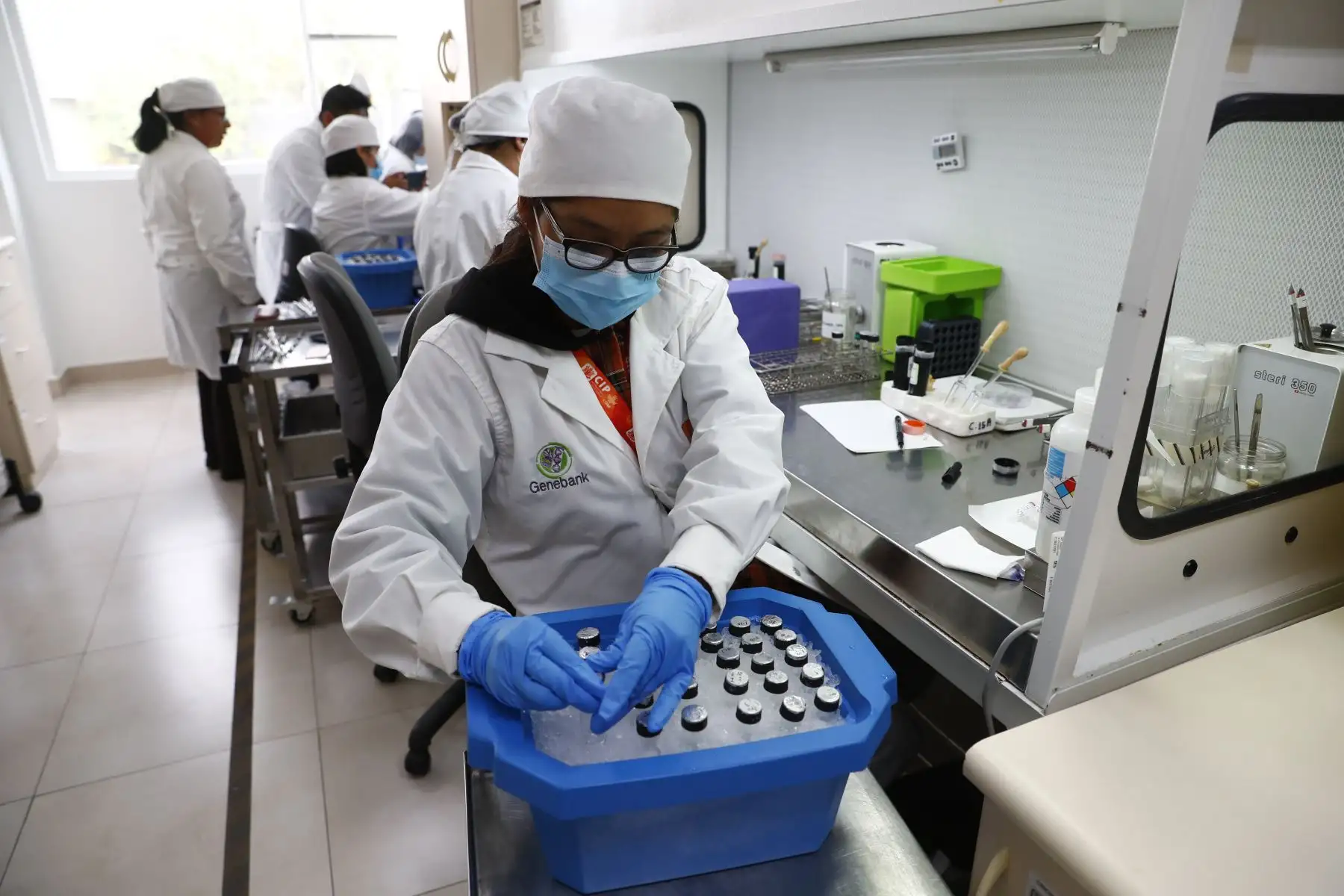 En el Banco de Germoplasma del Centro Internacional de la Papa, ubicado en La Molina, se desarrollan nuevas variedades de papa para combatir la anemia y la desnutrición severa. Foto: ANDINA/Daniel Bracamonte