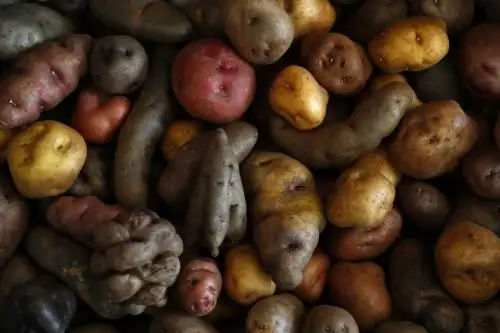 Alimento mundial: La papa es el tercer cultivo más importante de la alimentación humana a nivel global, luego del maíz y el trigo. Foto: Daniel Bracamonte