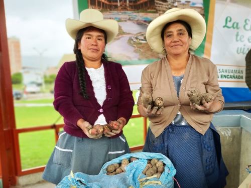 Cajamarca se prepara para celebrar el Día Nacional e Internacional de la Papa este jueves 30 de mayo con la feria "De la chacra a la olla" donde participarán más de 100 productores de esta región, de Amazonas y La Libertad. ANDINA/Difusión