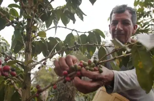 Foto: ANDINA/difusión.