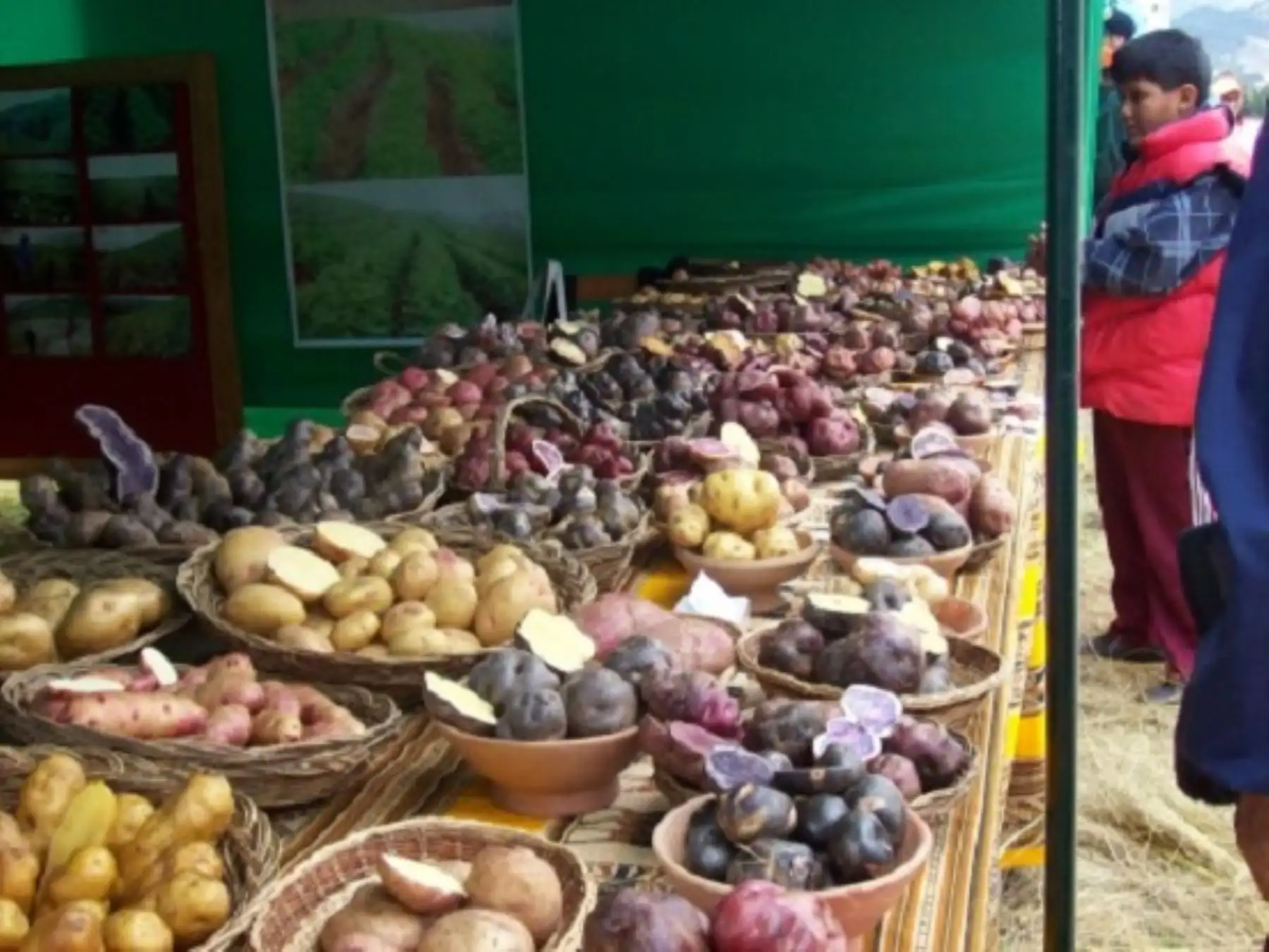 Investigadores de la Universidad Nacional Agraria La Molina expondrán avances de estudio sobre el desarrollo de nuevas variedades para afrontar el cambio climático. ANDINA/Difusión