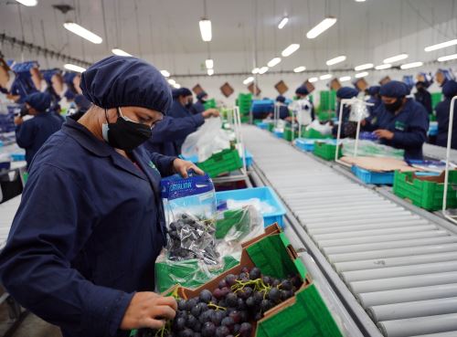 Ica se consolida como principal productor y exportador de uva de mesa en Perú. Del total exportado por Perú en la campaña 2023 - 2024 esta región envió el 56 %. Foto: Genry Bautista