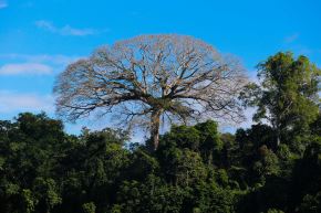 Vista panorámica del Parque Nacional del Manu. Foto: ANDINA/Carlos Lezama Villantoy