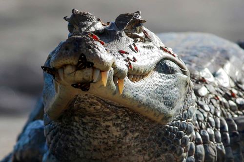 Parque Nacional del Manu: joya de conservación mundial de la biodiversidad celebra 51 años