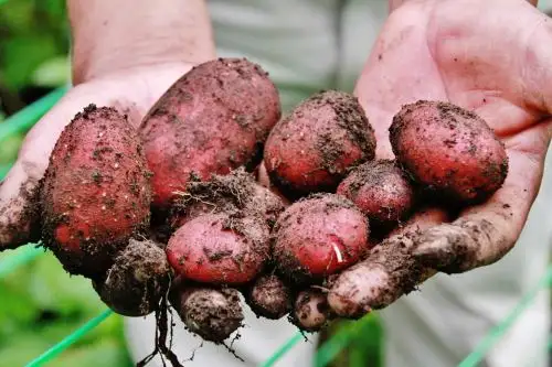 Foto: ANDINA/difusión.