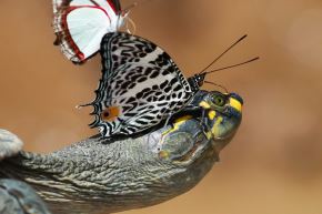 ANDINA/Carlos Américo Lezama Villantoy