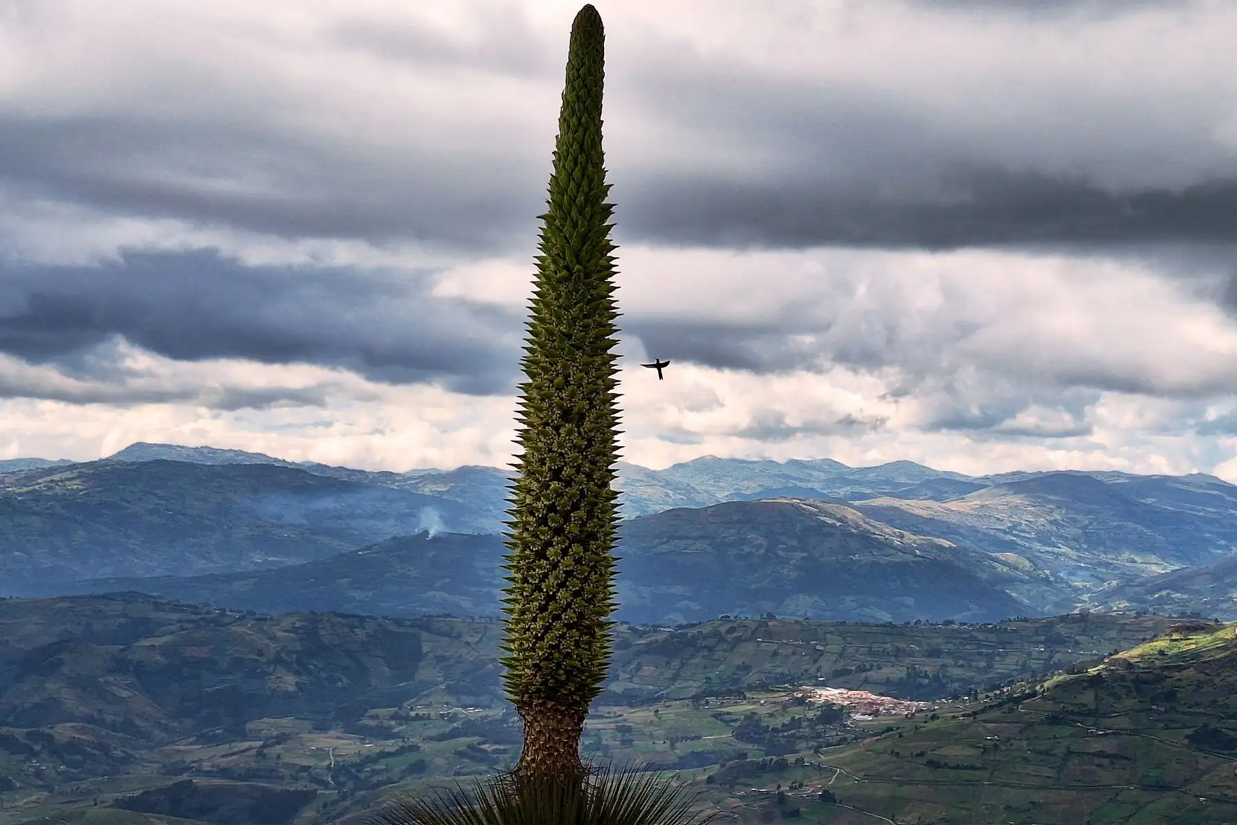 El cerro Quinga también es el hábitat de un rodal de 280 puyas Raimondi, una especie vegetal excepcional cuya fluorescencia ocurre solo una vez después de entre 80 y 100 años. 
Foto: cortesía Luis Puell El cerro Quinga también es el hábitat de un rodal de 280 puyas Raimondi, una especie vegetal excepcional cuya fluorescencia ocurre solo una vez después de entre 80 y 100 años. 
Foto: cortesía Luis Puell