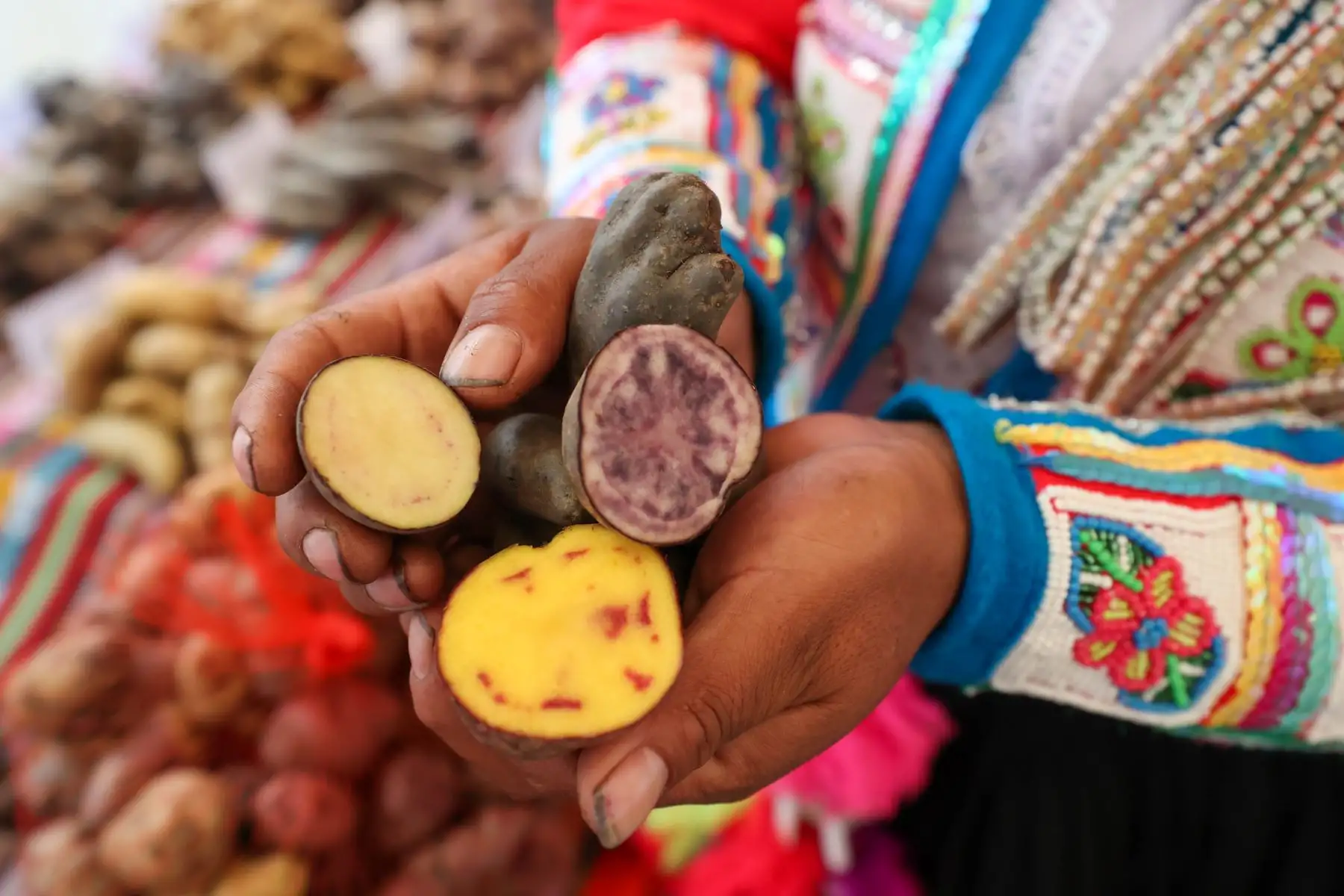 Perú celebra el Día Internacional de la Papa con feria de productores de 19 regiones llamada “Cosechando la biodiversidad, alimentando la esperanza”

Foto: ANDINA/Juan Carlos Guzmán Negrini