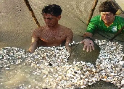 Pobladores de 11 comunidades nativas de Loreto podrán mejorar su economía gracias a la entrega de 40,000 alevinos de peces amazónicos que entregó el Minam. ANDINA/Difusión