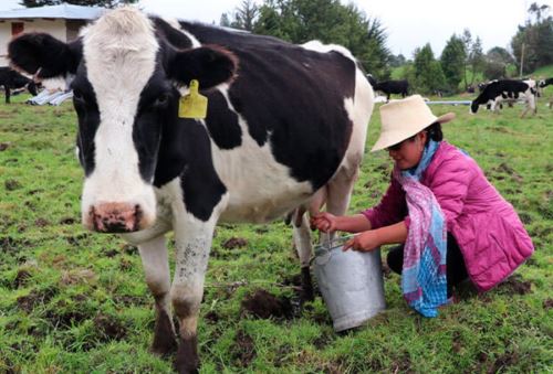 La feria también contará con un sector dedicado a las principales empresas lácteas regionales. Foto: ANDINA/Difusión