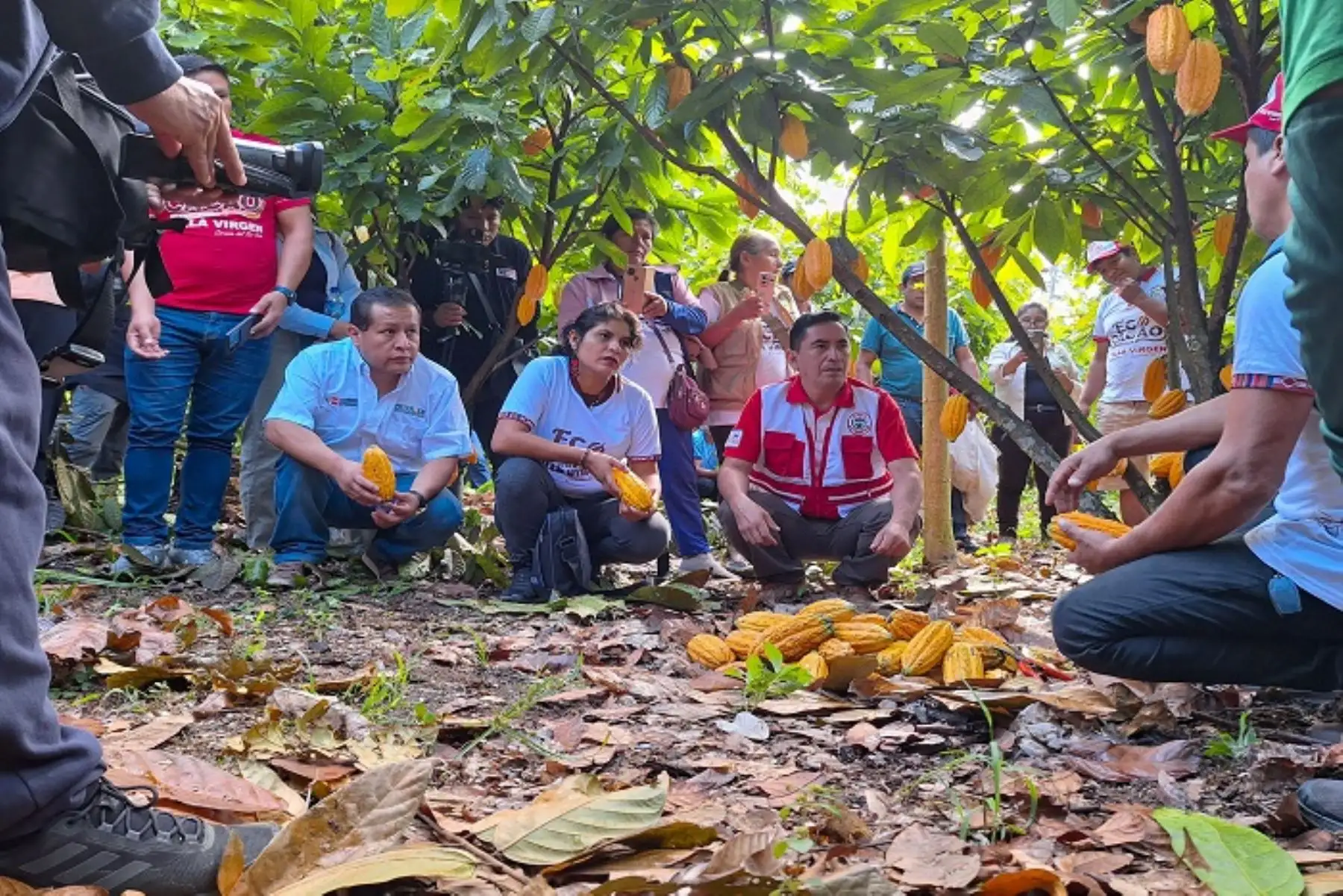 La Convención: cacaoteros logran proyección de ventas por 13.9 millones de soles